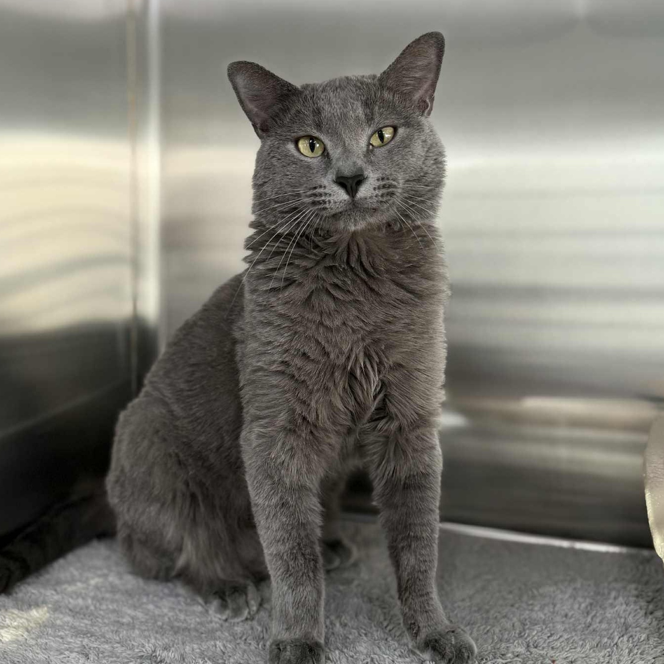 Enlarge Linus, a Adoptable Domestic Short Hair in Medford, OR image 1/2