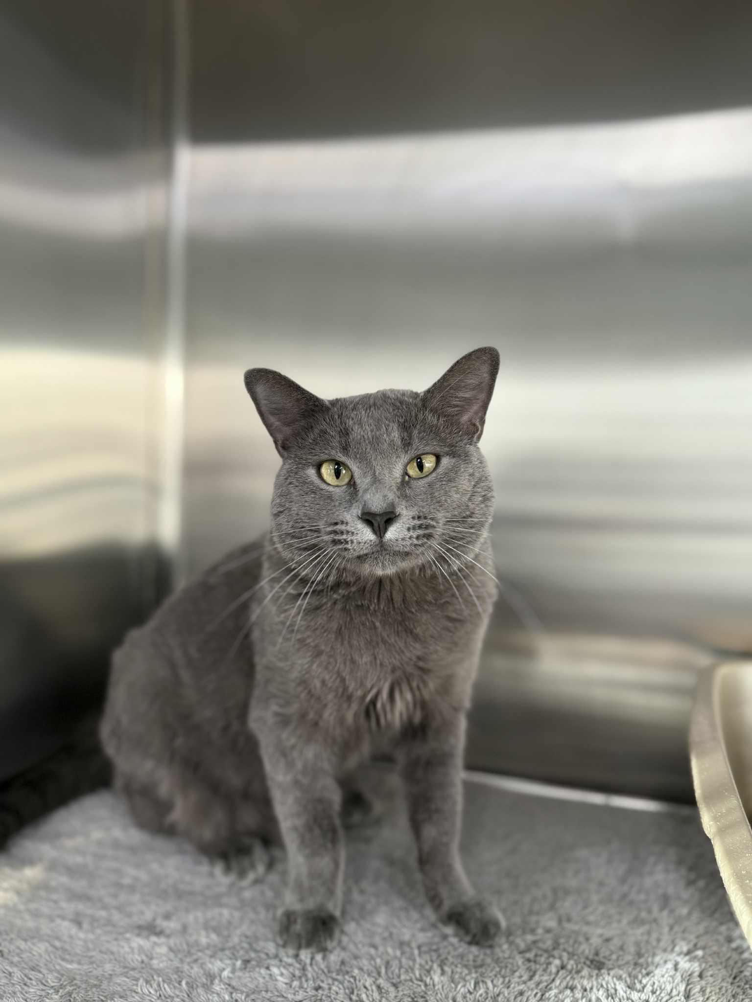 Enlarge Linus, a Adoptable Domestic Short Hair in Medford, OR image 2/2