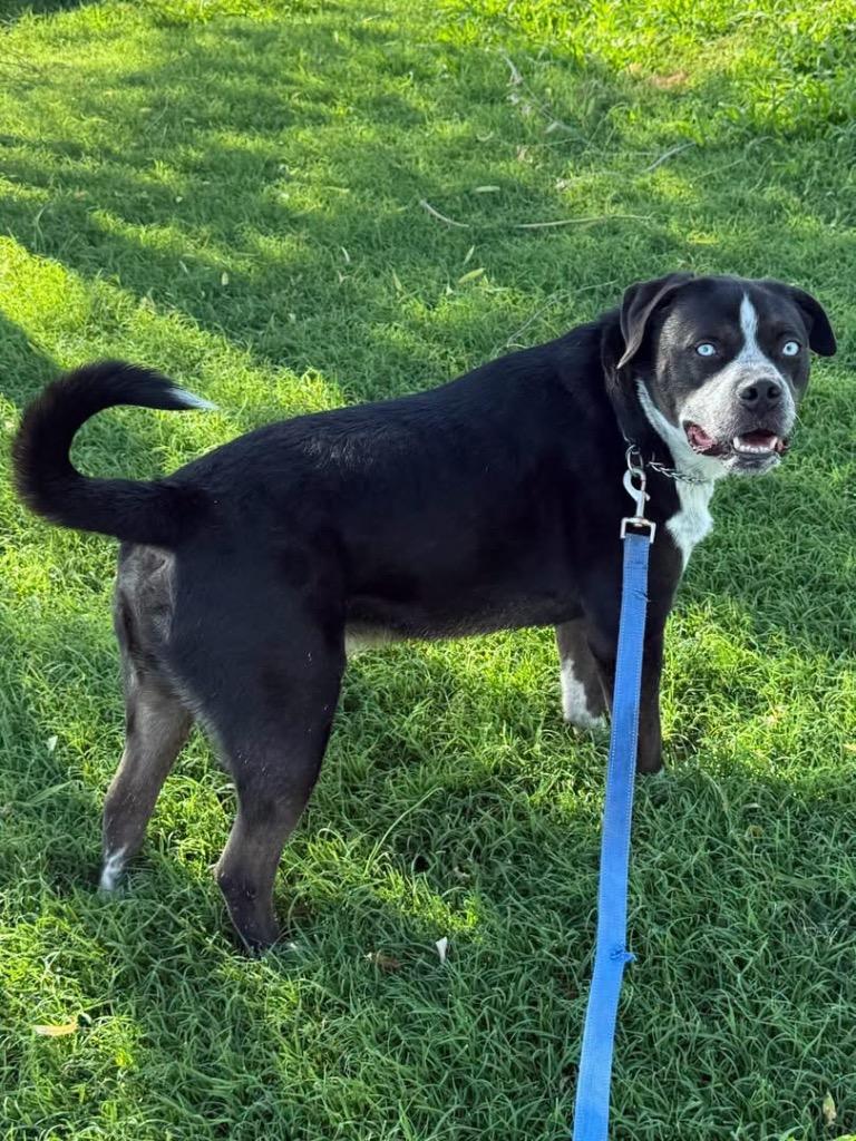 Sky, Adoptable, Senior Male Mixed Breed.