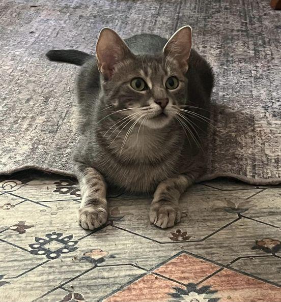 Keno 5990, Adoptable, Young Male Domestic Short Hair.