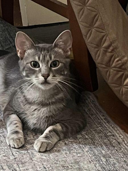 Enlarge Keno 5990, a Adoptable Domestic Short Hair in Locust Grove, VA image 2/3