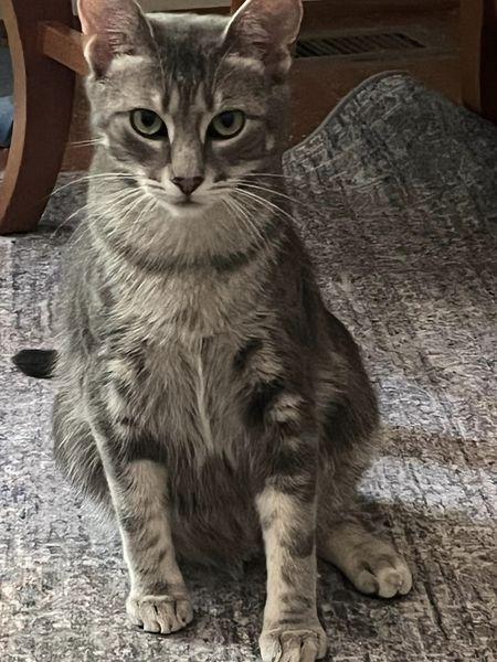 Keno 5990, Adoptable, Young Male Domestic Short Hair.