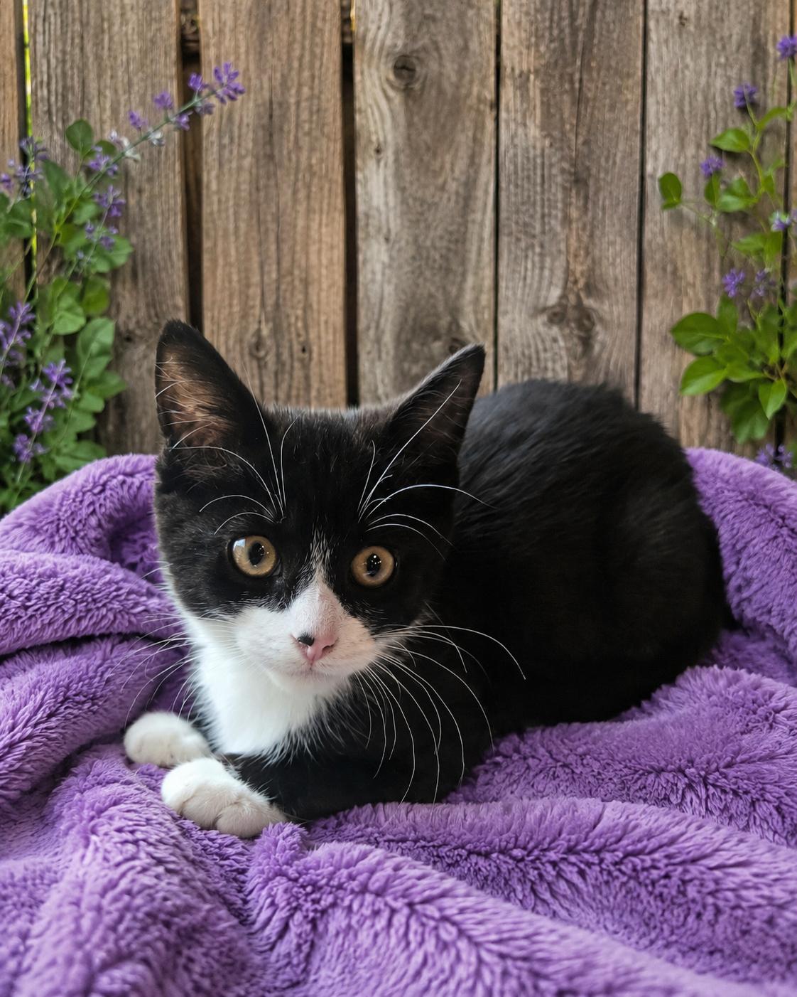 Indy, Adoptable, Kitten Female Domestic Short Hair.