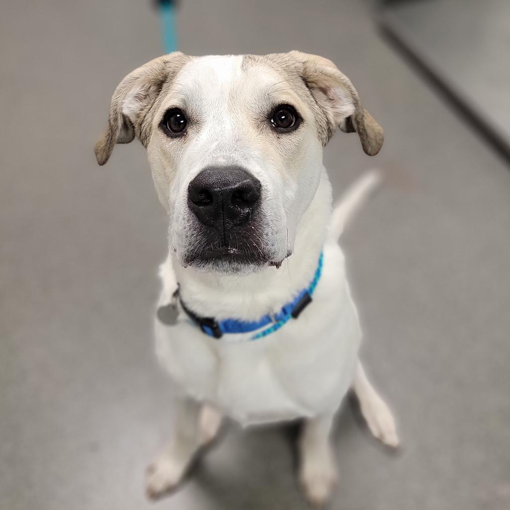 Stewie — thumbnail 2