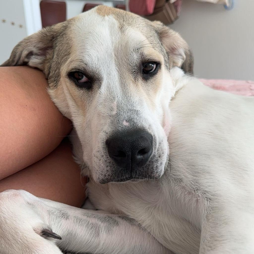 Stewie — thumbnail 5