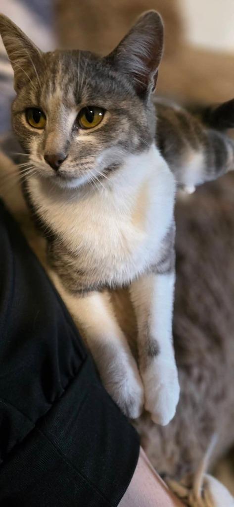 Enlarge Karly, a Adoptable mixed breed in Miami, OK image 1/4