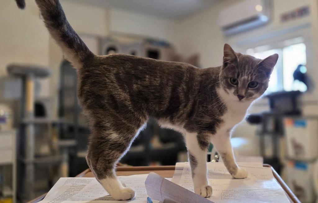 Enlarge Karly, a Adoptable mixed breed in Miami, OK image 2/4