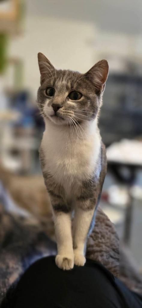 Karly, Adoptable, Young Female Domestic Short Hair.