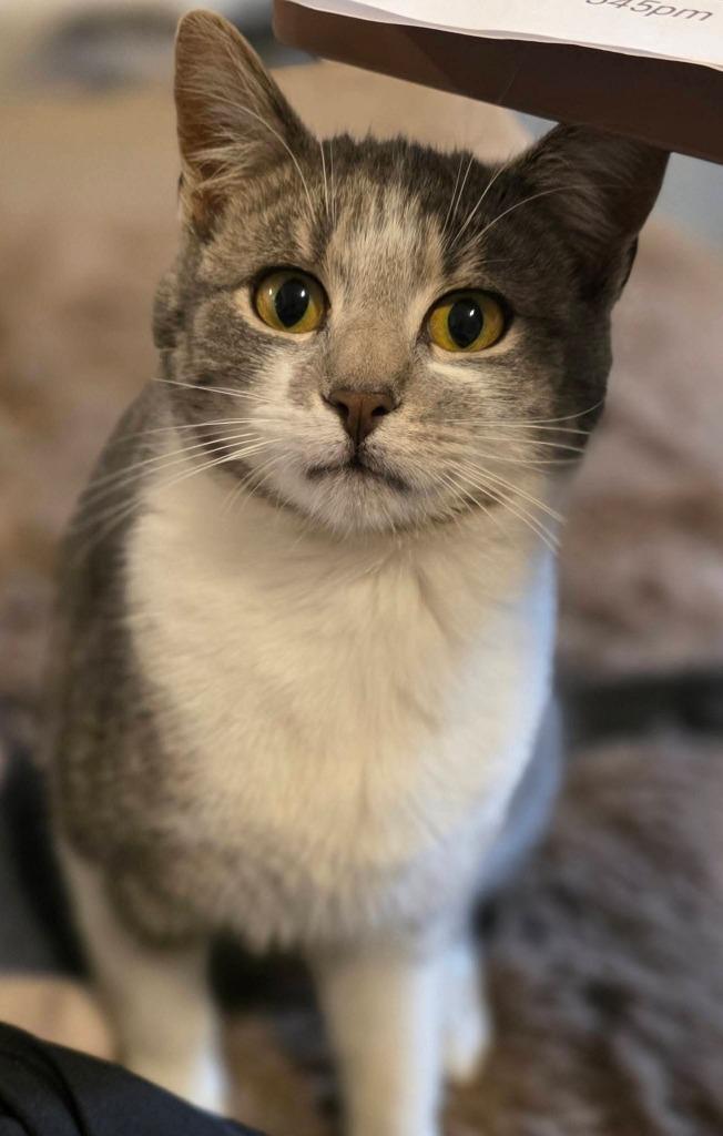 Enlarge Karly, a Adoptable mixed breed in Miami, OK image 4/4