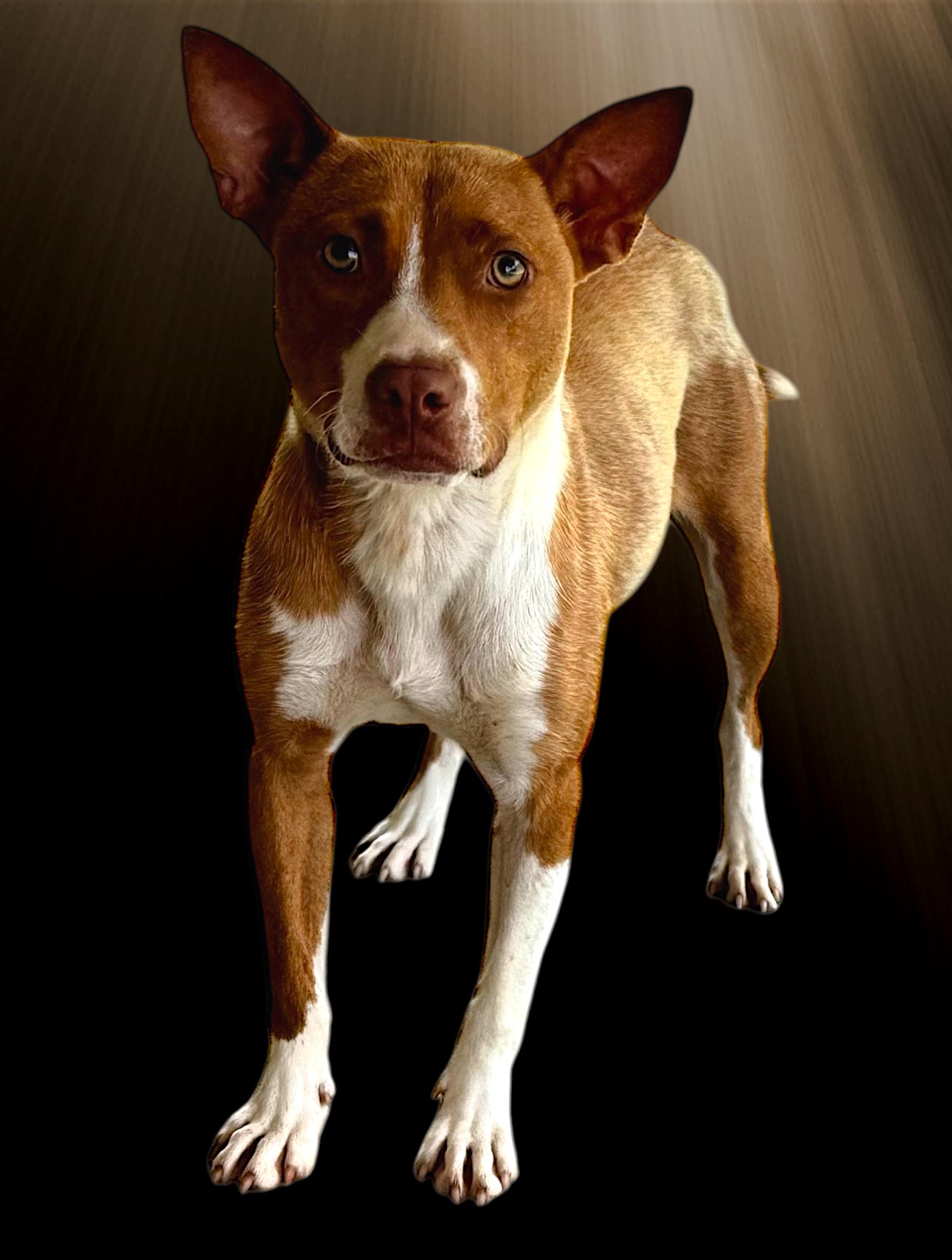 Cheeeto, Adoptable, Young Female Mixed Breed.