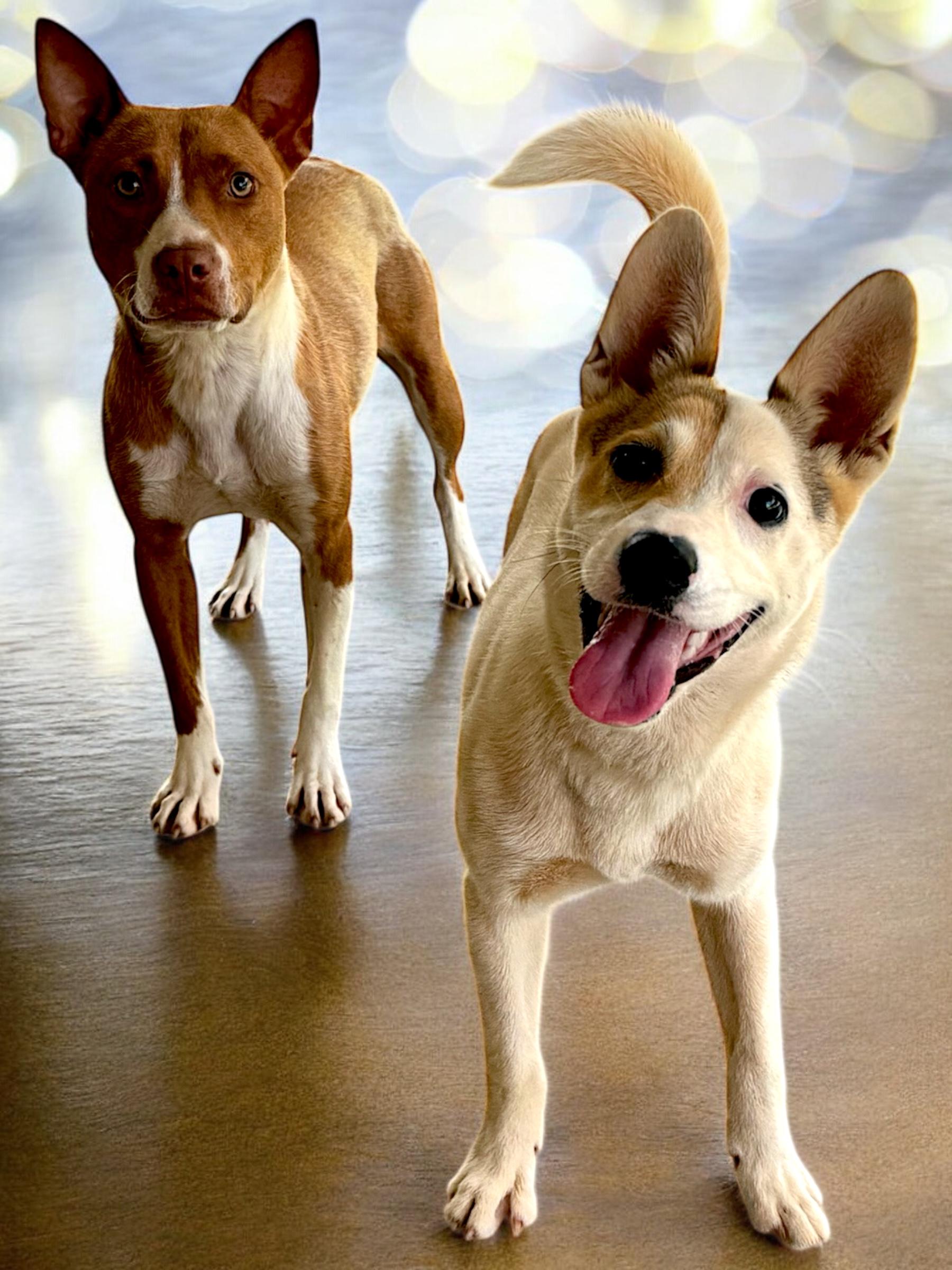 Enlarge Cheeeto, a Adoptable Mixed Breed in Troy, AL image 3/3