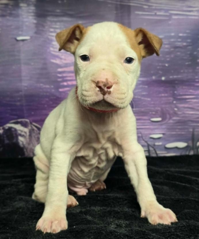 Enlarge Toast, a Adoptable mixed breed in Sedalia, CO image 2/2