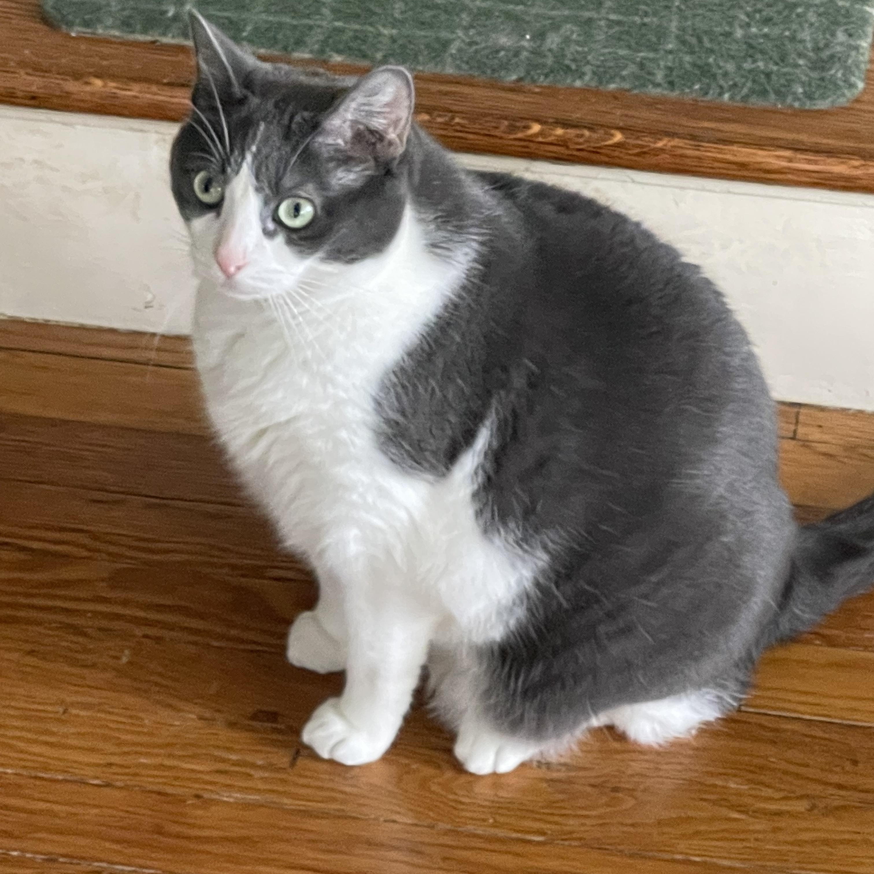 Cleo, a ADOPTABLE Domestic Short Hair in Syracuse, NY image 2/4