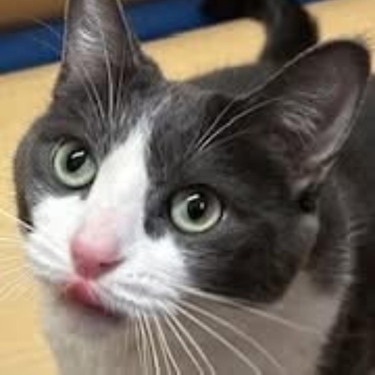 Cleo, a ADOPTABLE Domestic Short Hair in Syracuse, NY image 1/4