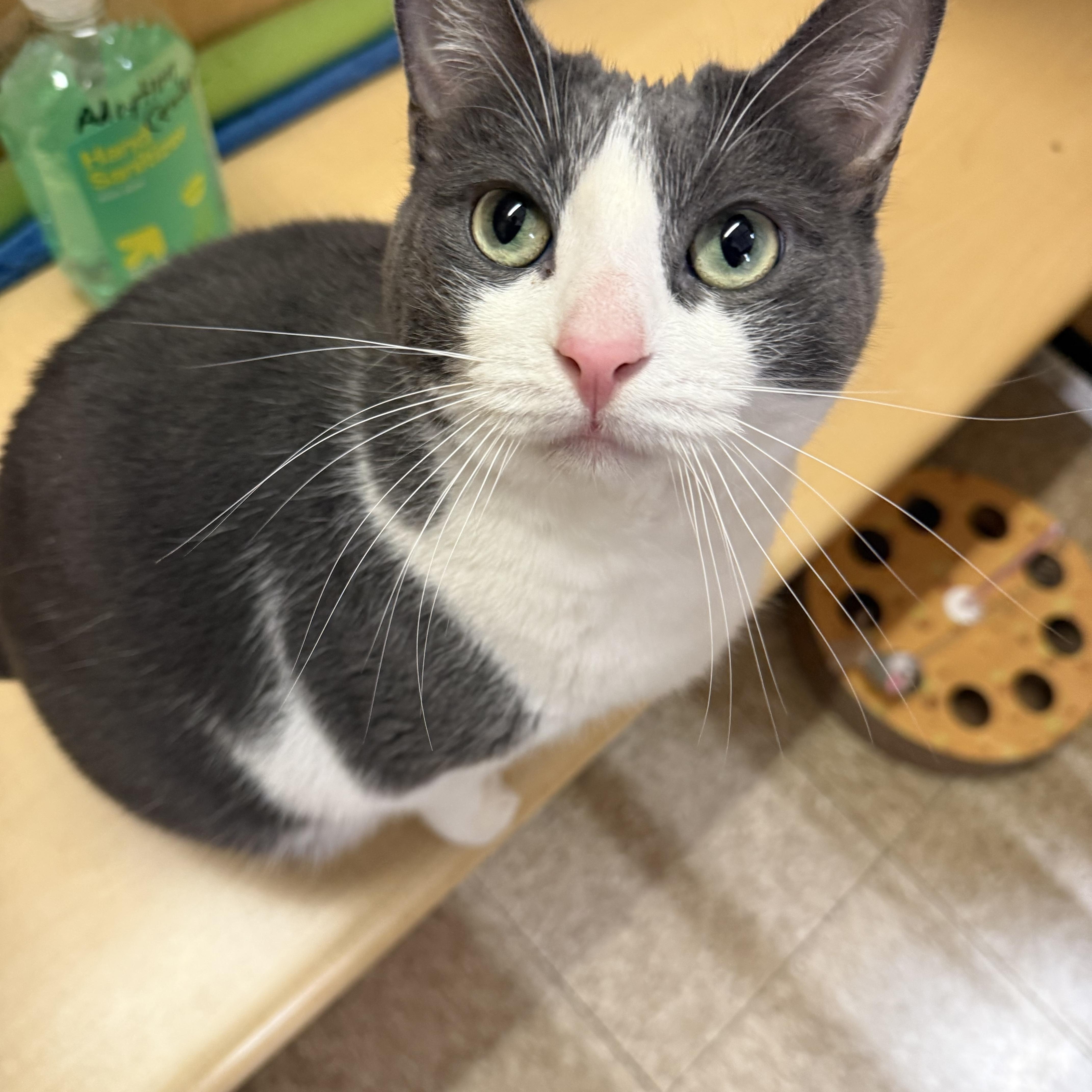 Cleo, a ADOPTABLE Domestic Short Hair in Syracuse, NY image 3/4
