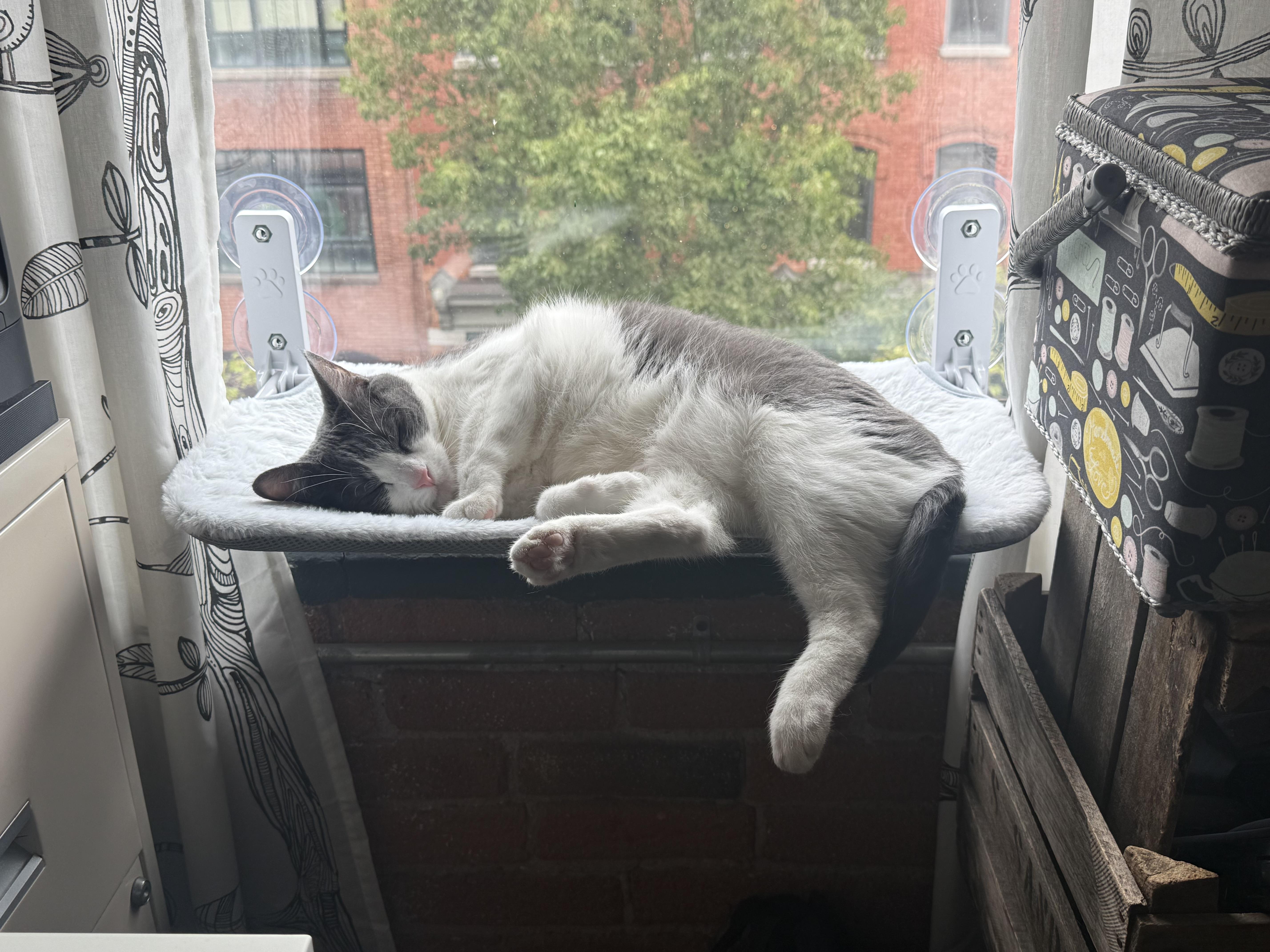 Enlarge Cleo, a ADOPTABLE Domestic Short Hair in Syracuse, NY image 6/6