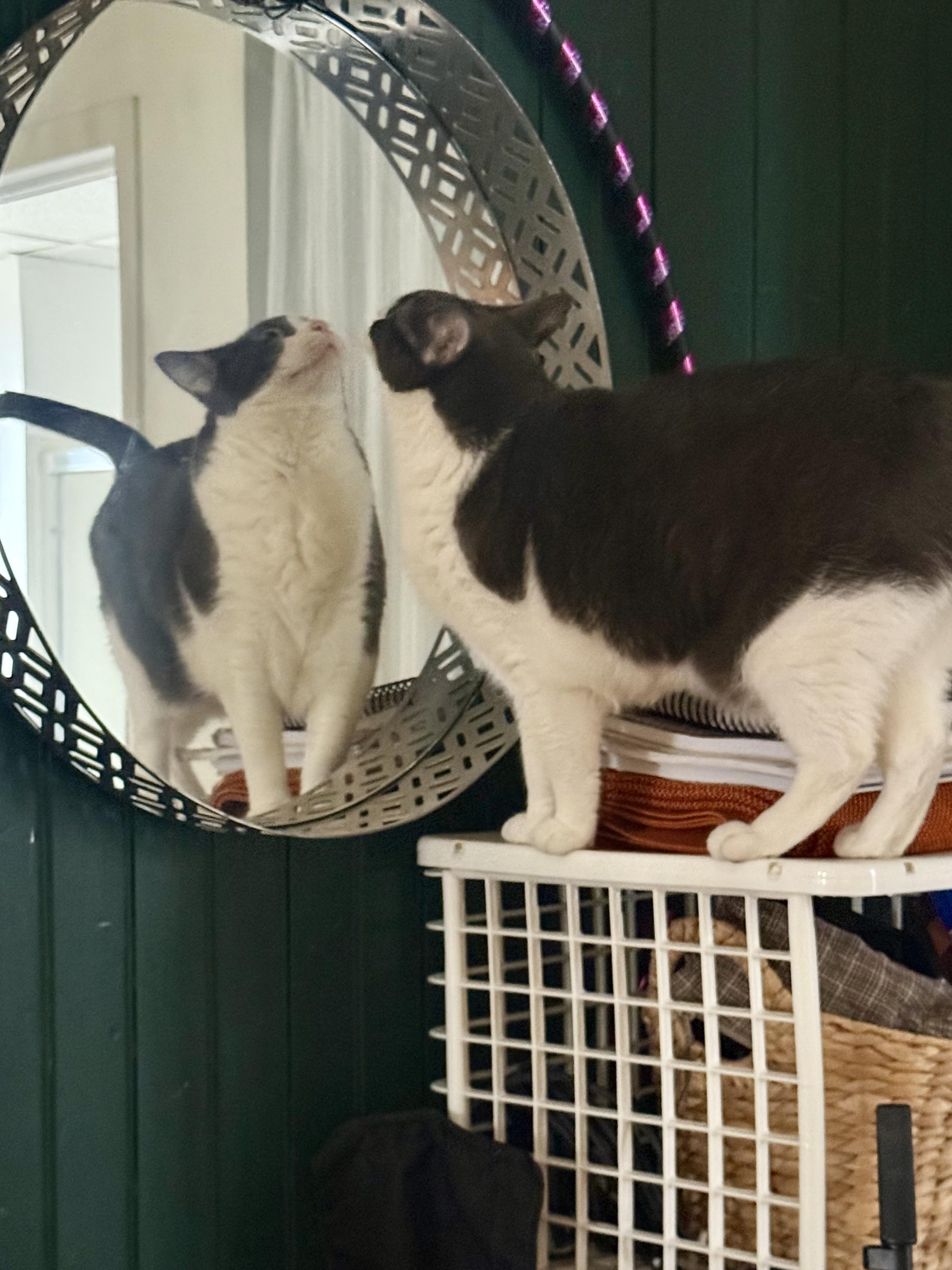 Enlarge Cleo, a ADOPTABLE Domestic Short Hair in Syracuse, NY image 5/6