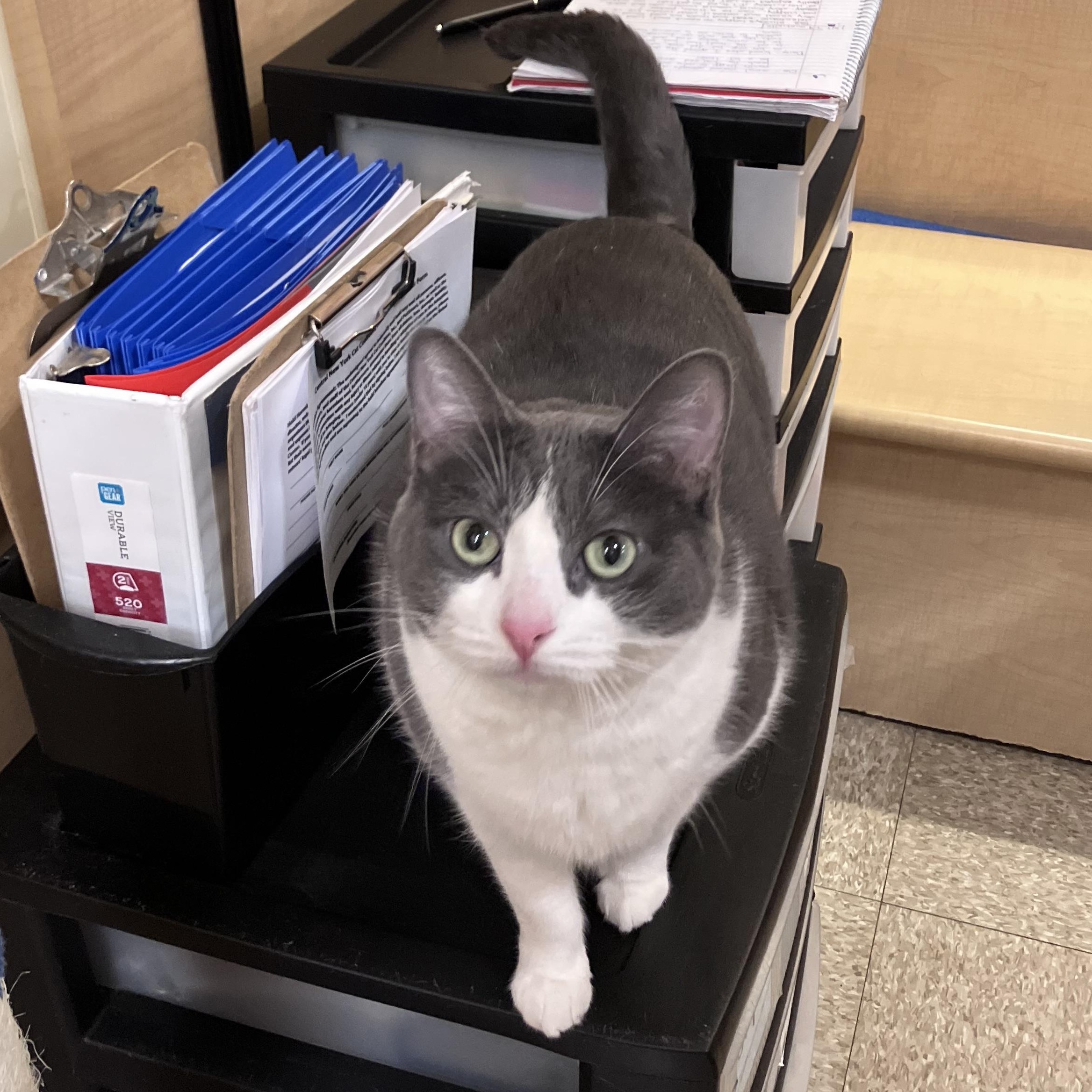 Cleo, a ADOPTABLE Domestic Short Hair in Syracuse, NY image 4/4