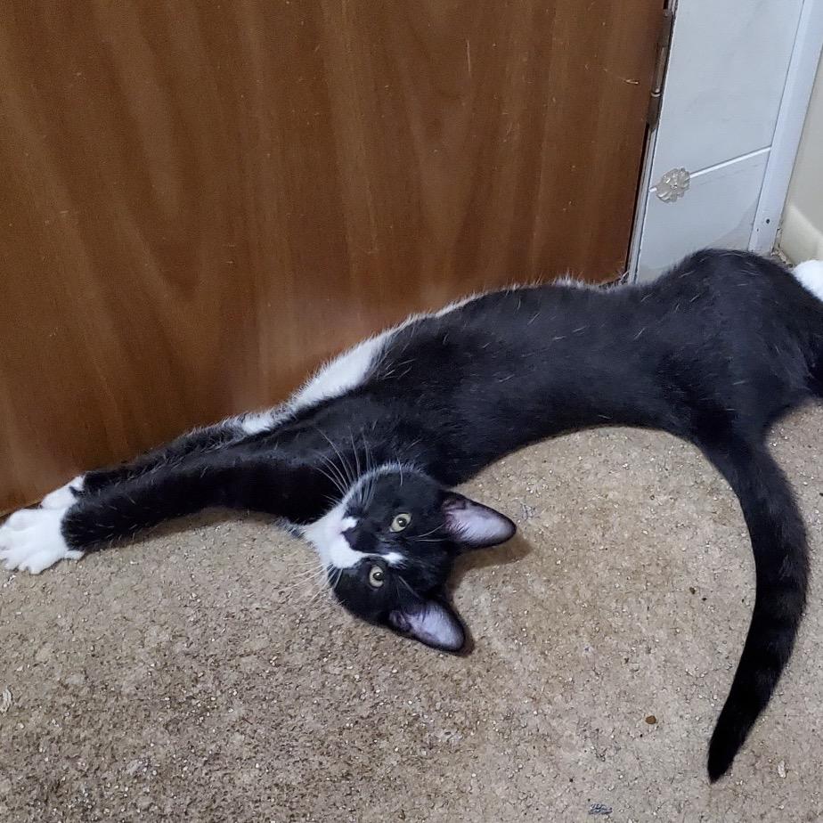 Enlarge Boston Blackie, a Adoptable Domestic Short Hair in Columbia, MO image 3/3