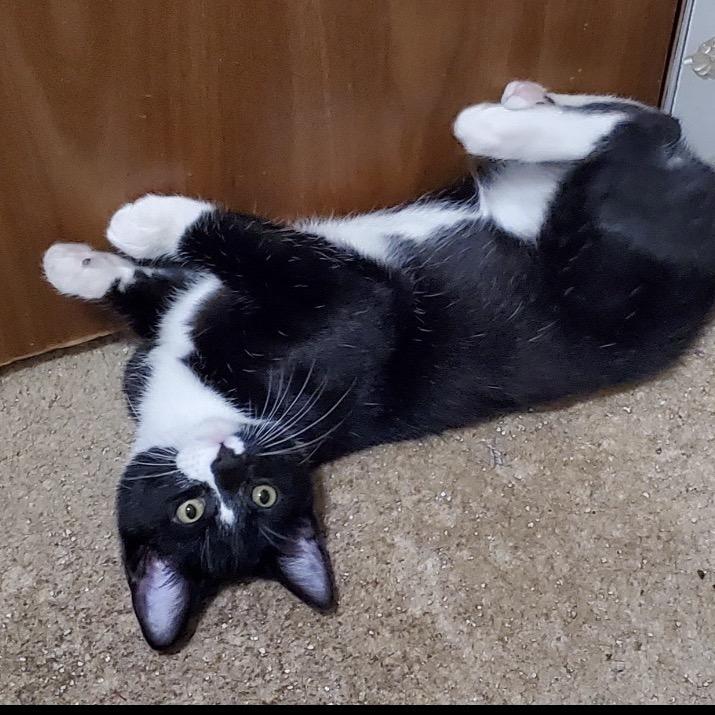 Enlarge Boston Blackie, a Adoptable Domestic Short Hair in Columbia, MO image 2/3
