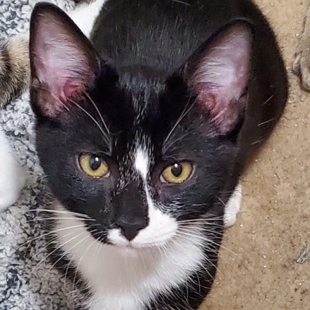 Boston Blackie, Adoptable, Kitten Male Domestic Short Hair.