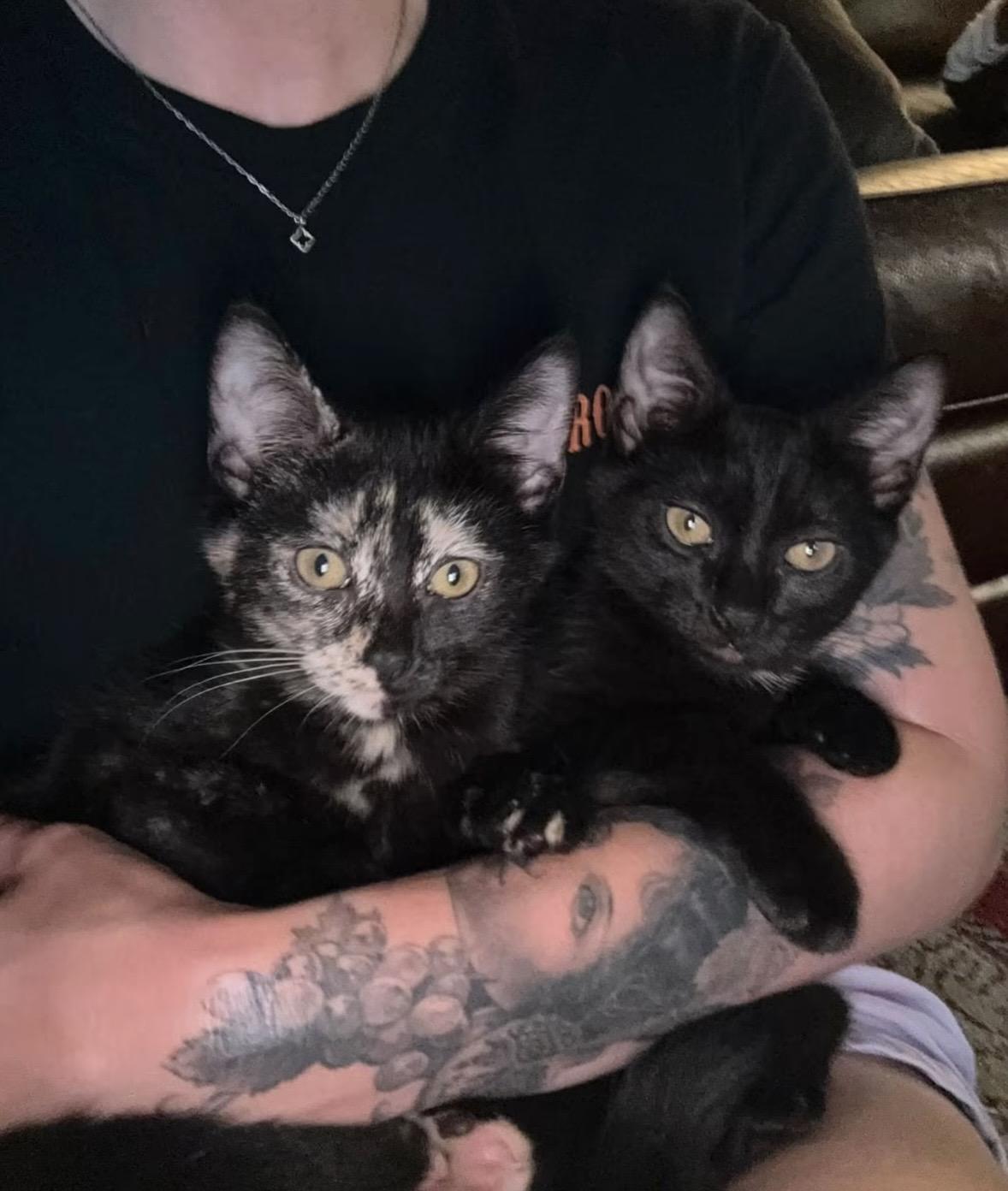 Galaxy & Genesis Coming In, a ADOPTABLE Domestic Short Hair in Clifton, NJ image 5/5