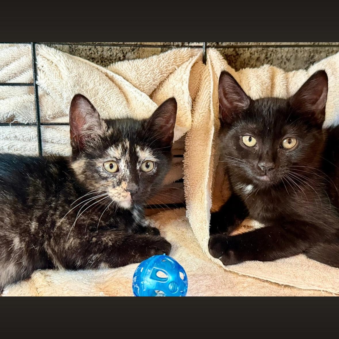 Galaxy & Genesis Coming In, ADOPTABLE, Kitten Female Domestic Short Hair.