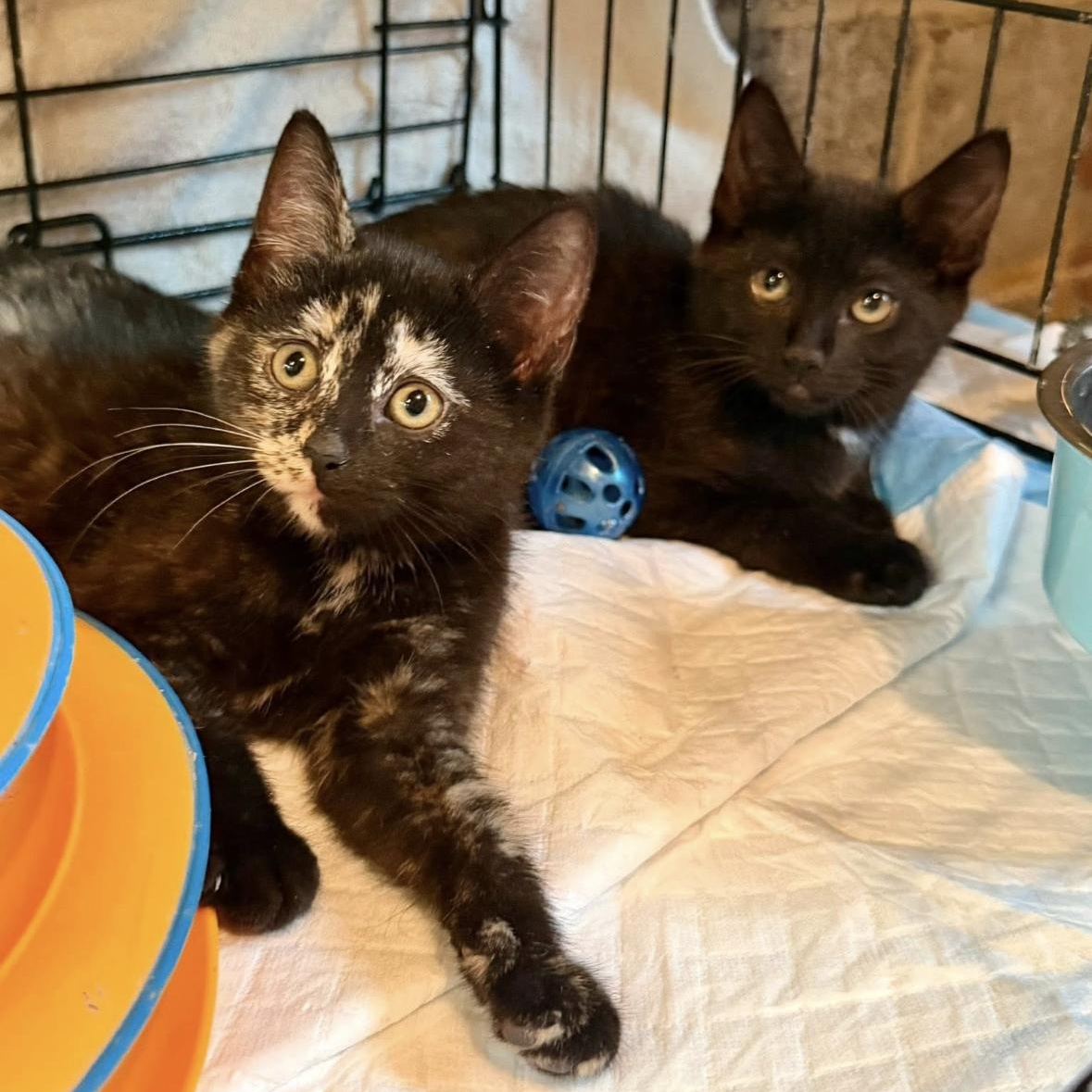 Galaxy & Genesis Coming In, a ADOPTABLE Domestic Short Hair in Clifton, NJ image 3/5