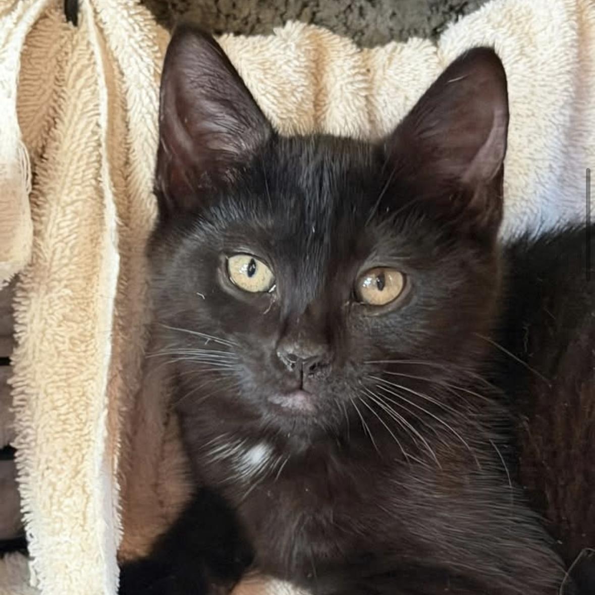 Galaxy & Genesis Coming In, a ADOPTABLE Domestic Short Hair in Clifton, NJ image 4/5