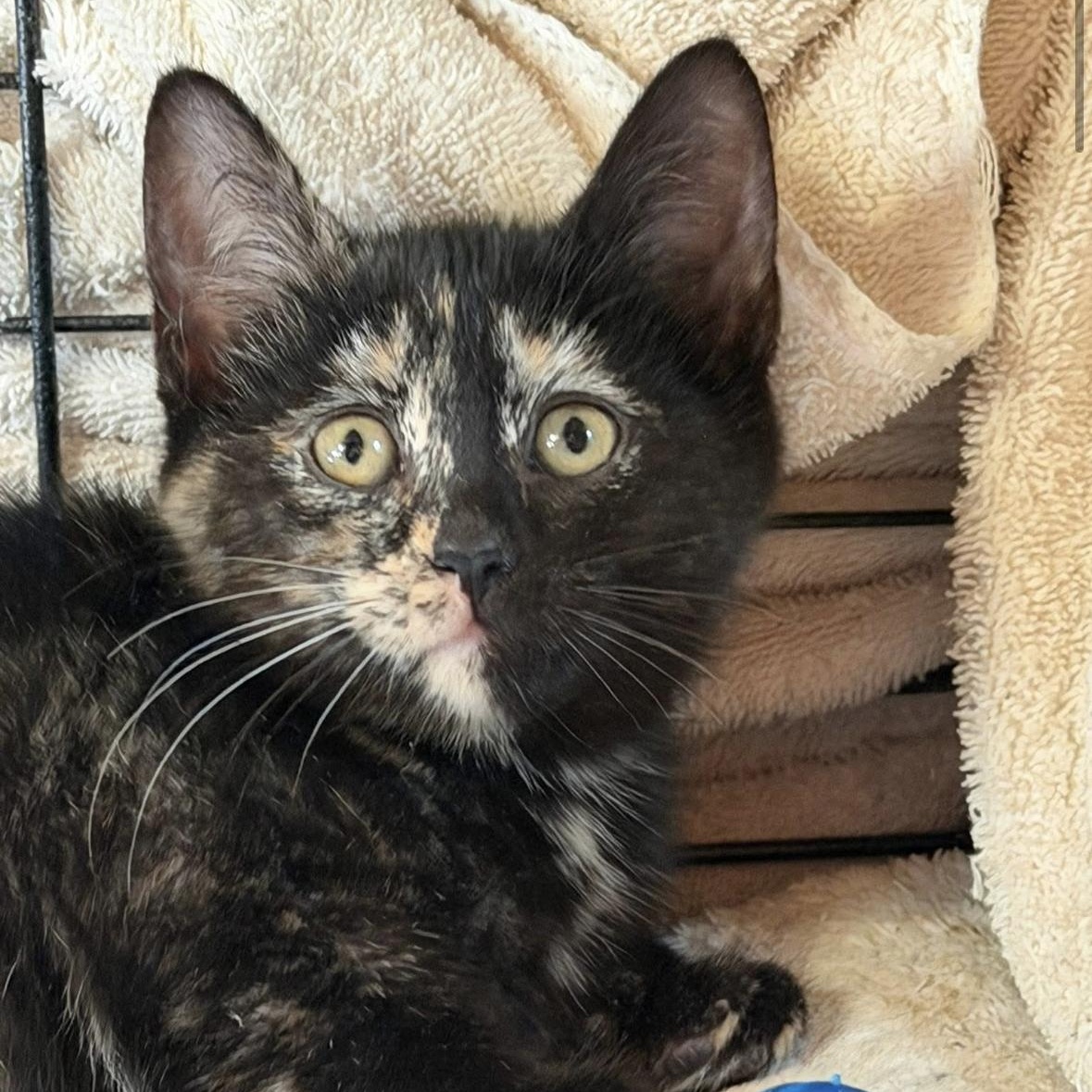 Galaxy & Genesis Coming In, a ADOPTABLE Domestic Short Hair in Clifton, NJ image 2/5