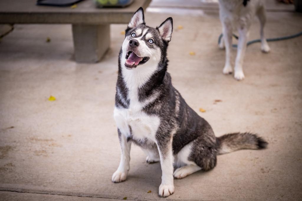 Bella, Adoptable, Adult Female Husky.