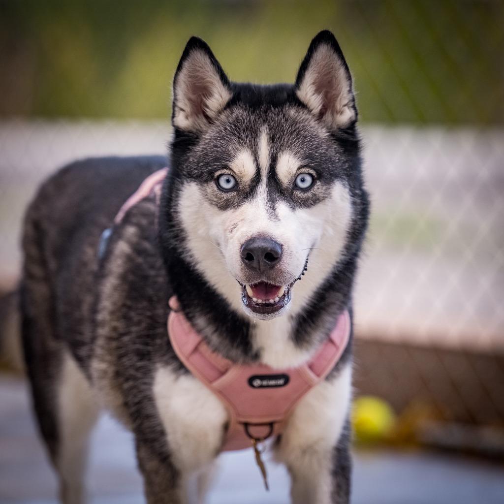 Enlarge Bella, a Adoptable Husky in Twentynine Palms, CA image 2/4