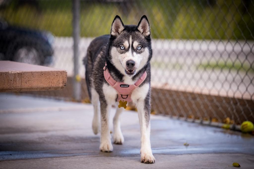 Enlarge Bella, a Adoptable Husky in Twentynine Palms, CA image 3/4