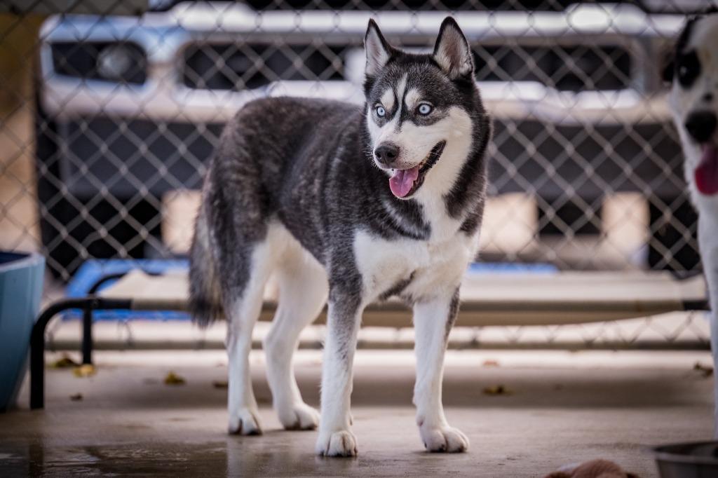 Enlarge Bella, a Adoptable Husky in Twentynine Palms, CA image 4/4