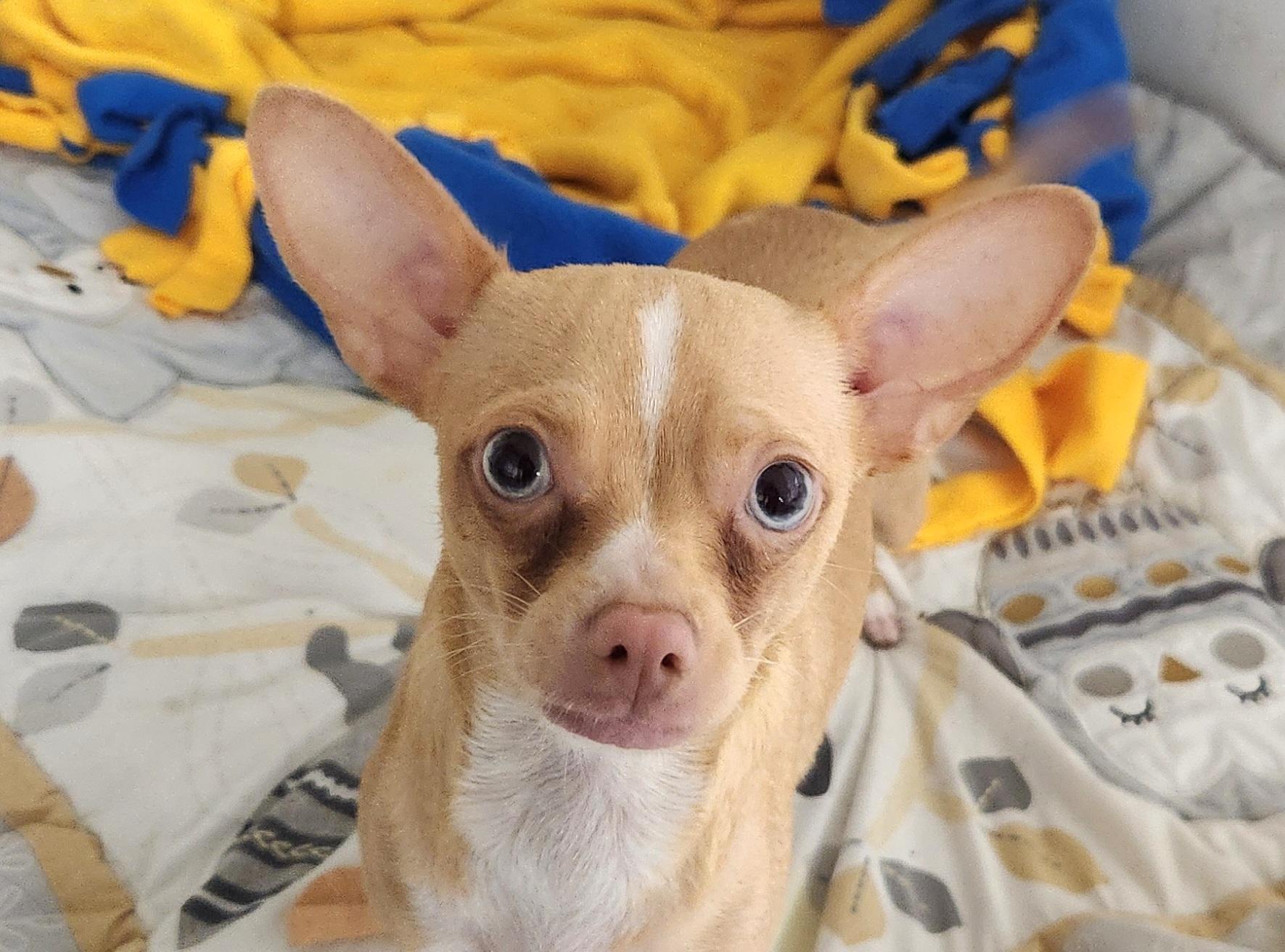 Enlarge Mya, an adopted Chihuahua in Liberty Center, OH image 4/6
