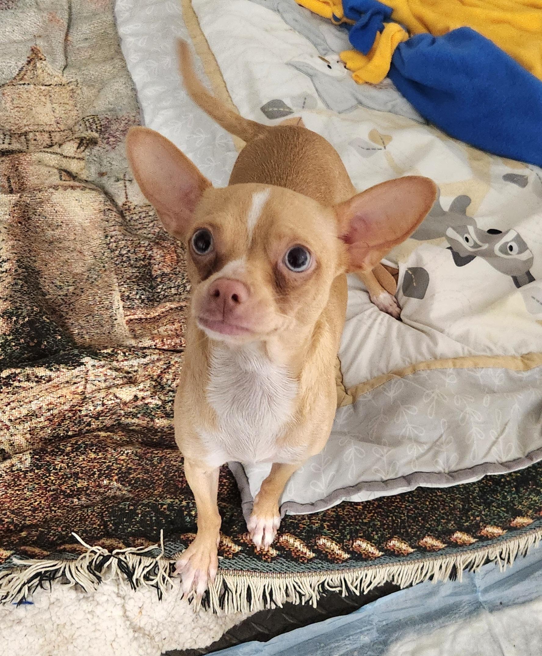 Enlarge Mya, an adopted Chihuahua in Liberty Center, OH image 6/6