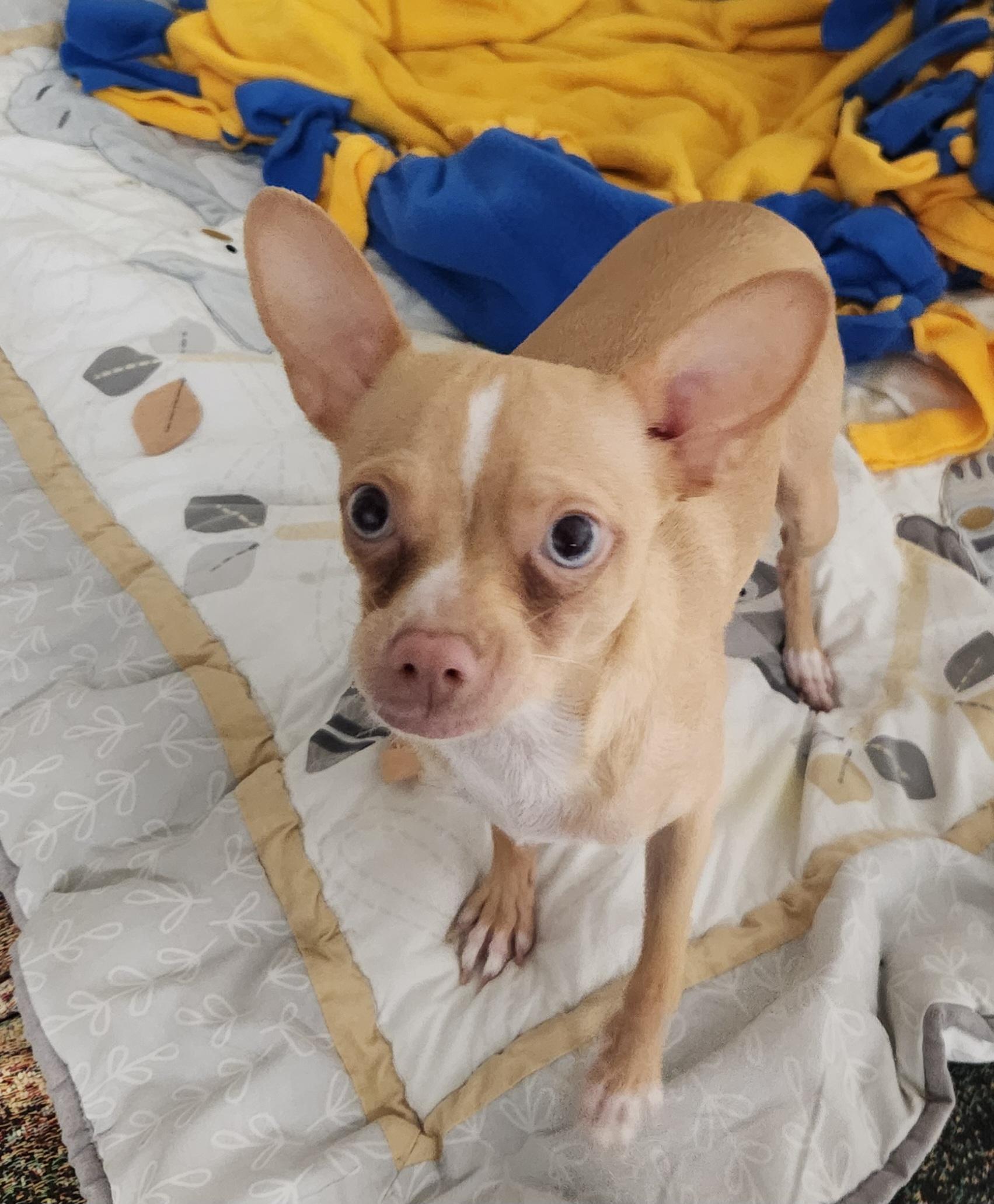 Mya, ADOPTABLE, Young Female Chihuahua.