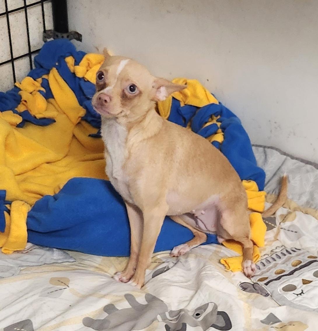 Enlarge Mya, an adopted Chihuahua in Liberty Center, OH image 3/6