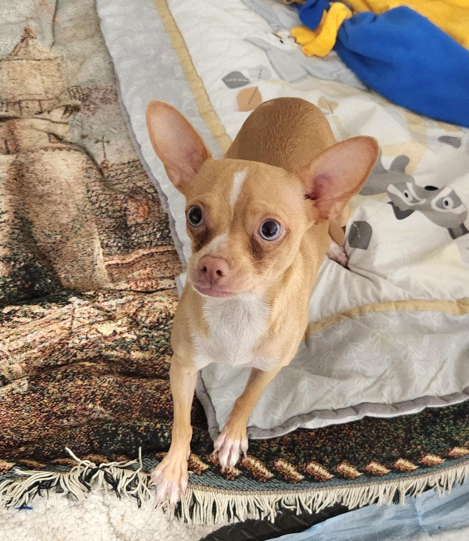 Enlarge Mya, an adopted Chihuahua in Liberty Center, OH image 5/6