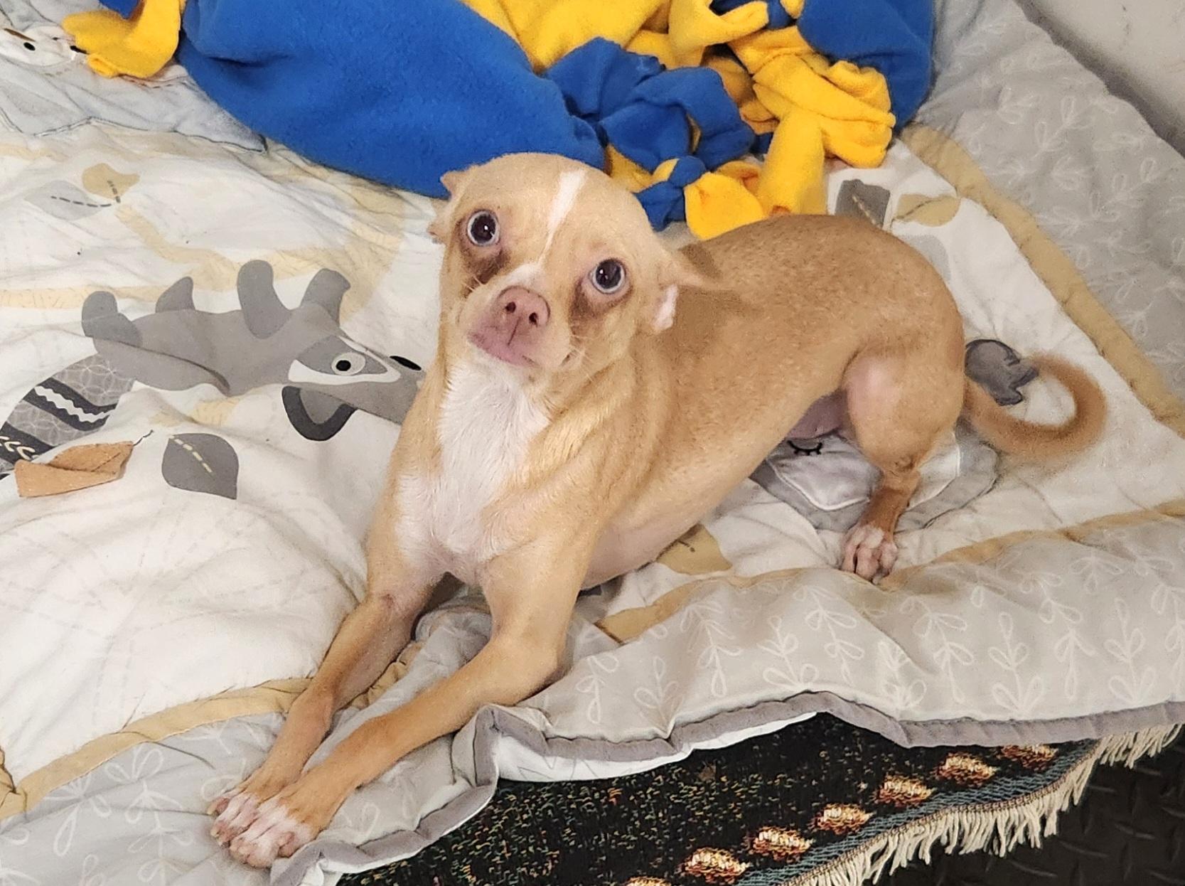 Enlarge Mya, an adopted Chihuahua in Liberty Center, OH image 2/6