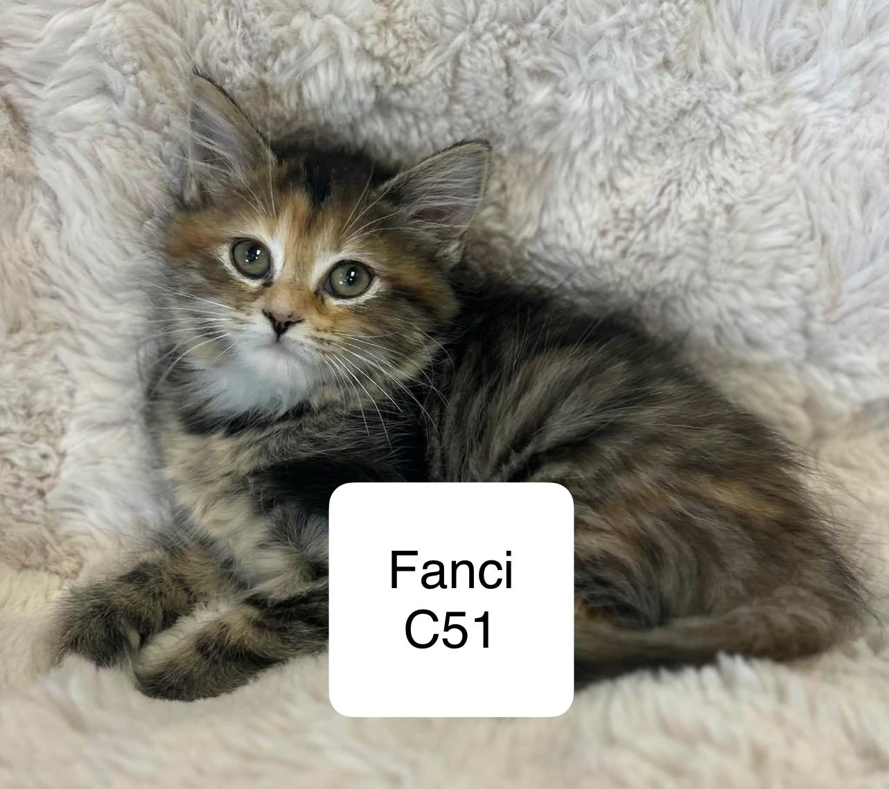 Fanci C51, adopted, Young Female Domestic Long Hair.