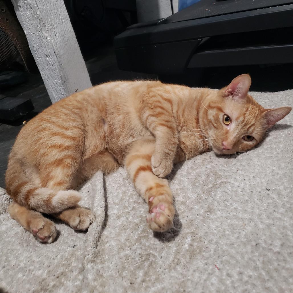 Squanchy, Adoptable, Adult Male Domestic Short Hair.