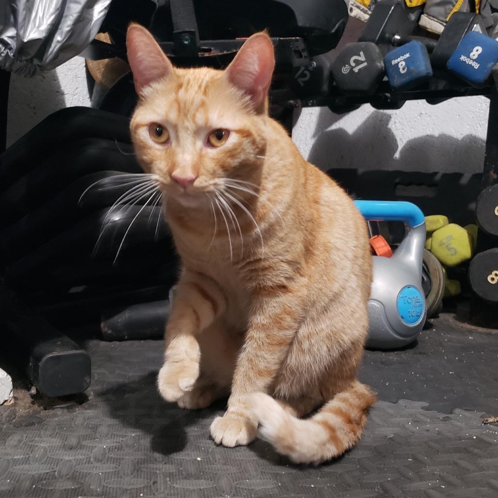 Enlarge Squanchy, a Adoptable Domestic Short Hair in Garden Grove, CA image 2/3