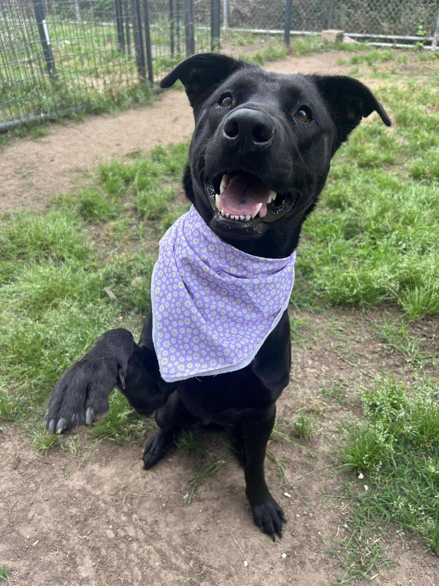 Analia, a Adoptable mixed breed in Byron Center, MI image 6/6