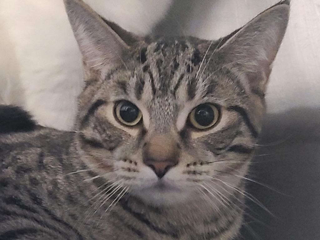 Enlarge Bubbles, a Adopted mixed breed in Huntington, IN image 1/1