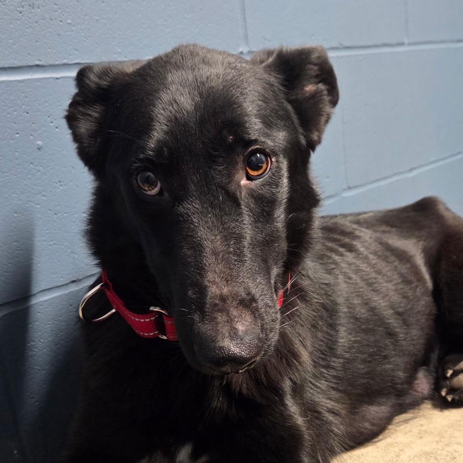 Luna, a Adoptable German Shepherd Dog in Van Horne, IA image 2/4