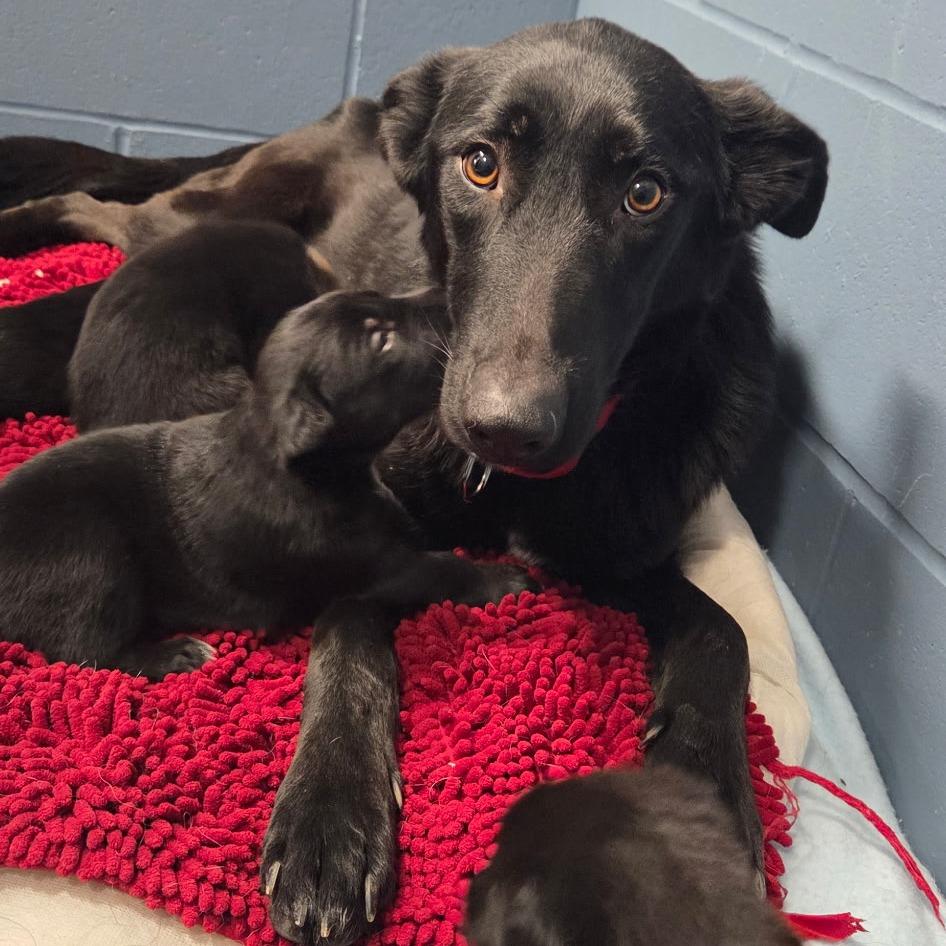 Luna, a Adoptable German Shepherd Dog in Van Horne, IA image 3/4