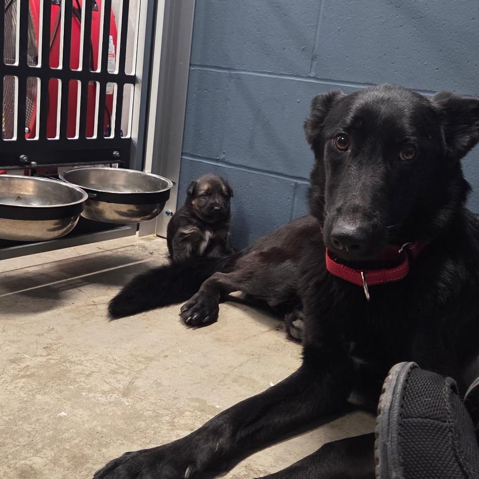 Luna, a Adoptable German Shepherd Dog in Van Horne, IA image 4/4