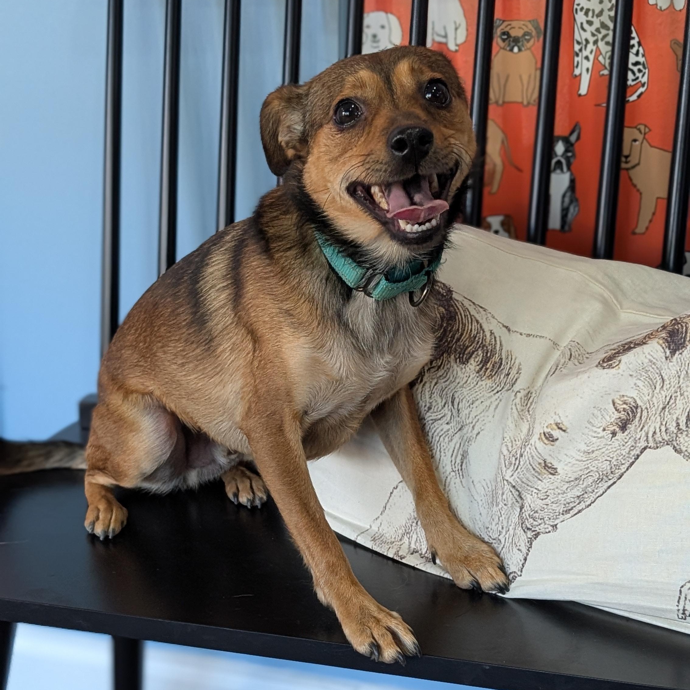 Buddy, a Adoptable Mixed Breed in Joppa, AL image 5/5