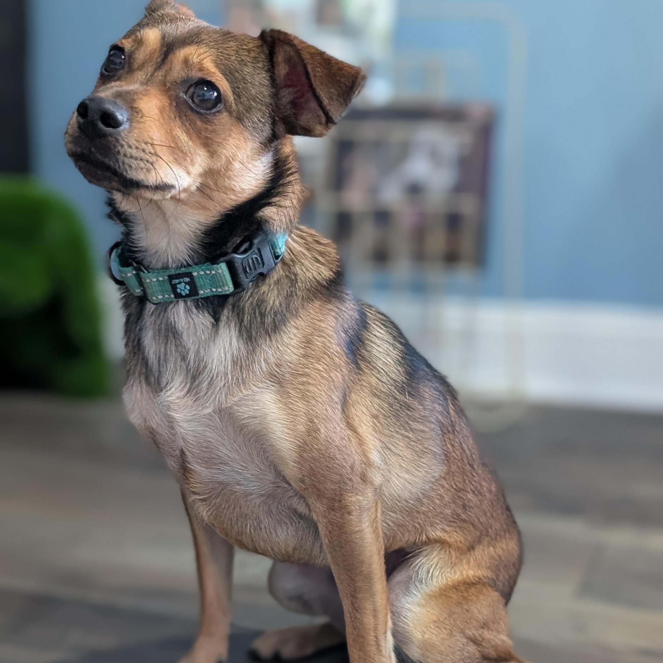 Buddy, a Adoptable Mixed Breed in Joppa, AL image 2/5